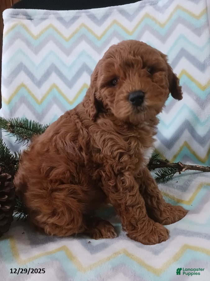 Cockapoo dogs Delilah - Ad 6