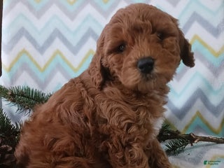 Cockapoo dogs Delilah - Ad 4
