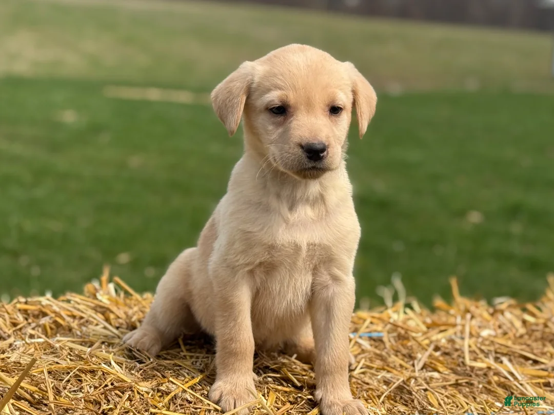 Labrador Retriever dogs for sale: Glenda - Ad 2