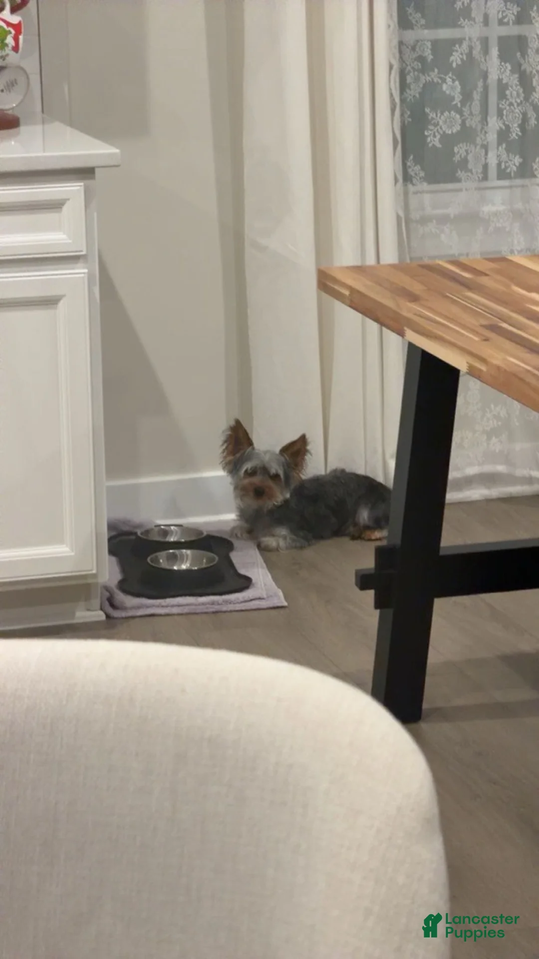 Yorkshire Terrier dogs for sale: Yorkshire Terrier 1 - Ad 2