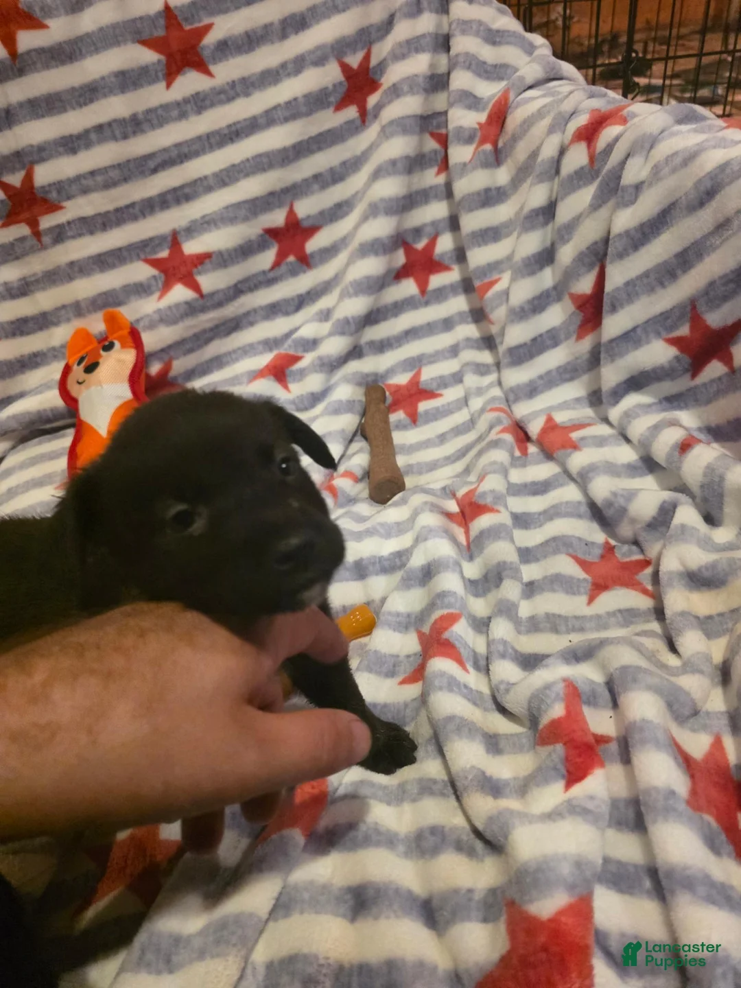 Mixed Breed dogs for sale: Mixed Breed 4 - Ad 1