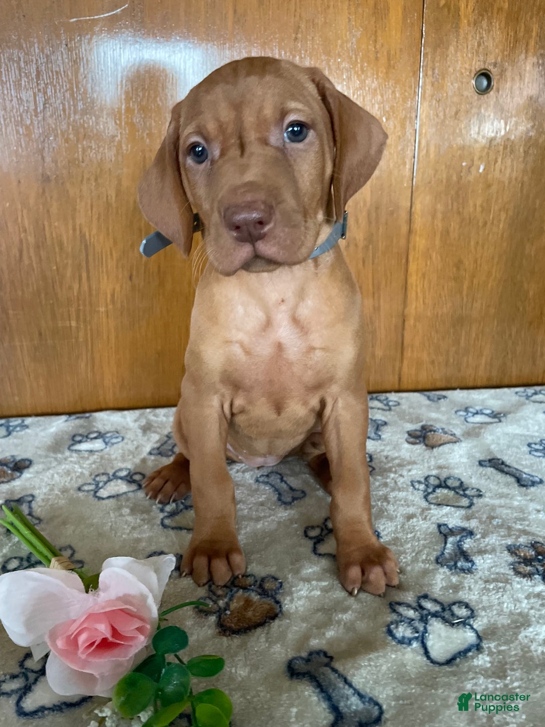 Vizsla dogs for sale: Star - Ad 4