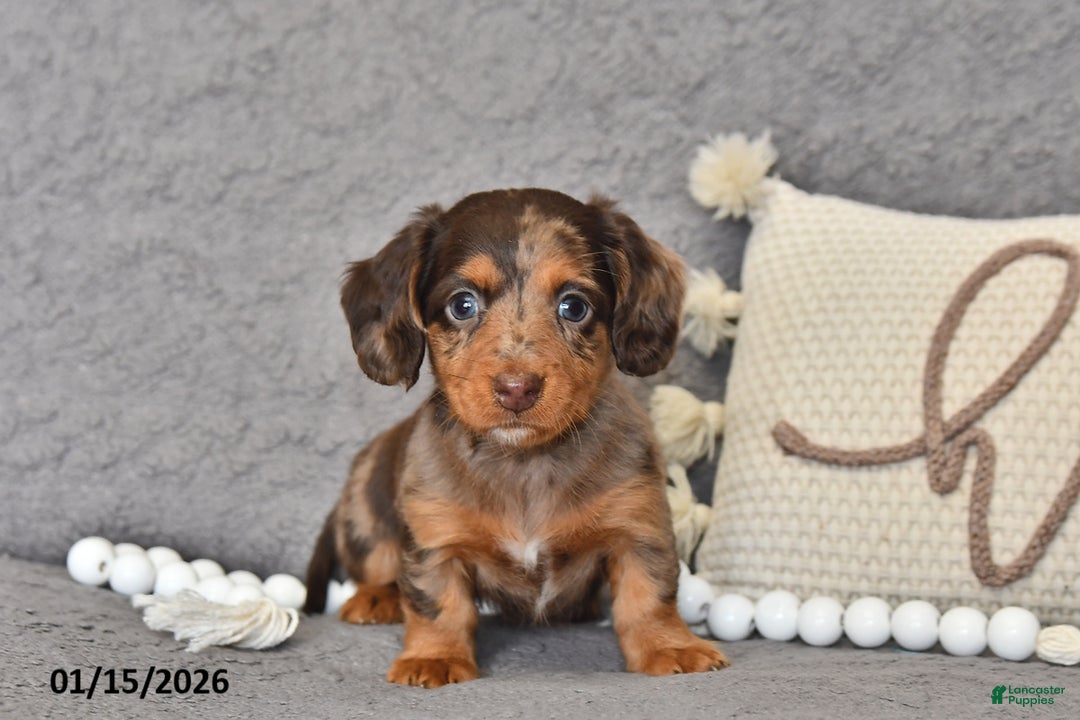 Miniature Dachshund dogs for sale: Chloe - Ad 1