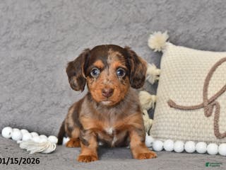 Miniature Dachshund dogs Chloe - Ad 40