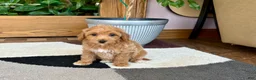 Mixed Breed dogs for sale: Mixed Breed 1 - Ad 6