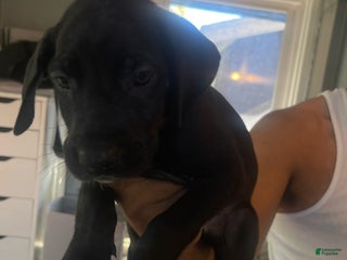 Great Dane dogs - Ad 6