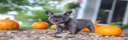 French Bulldog dogs for sale: Haven - Ad 6