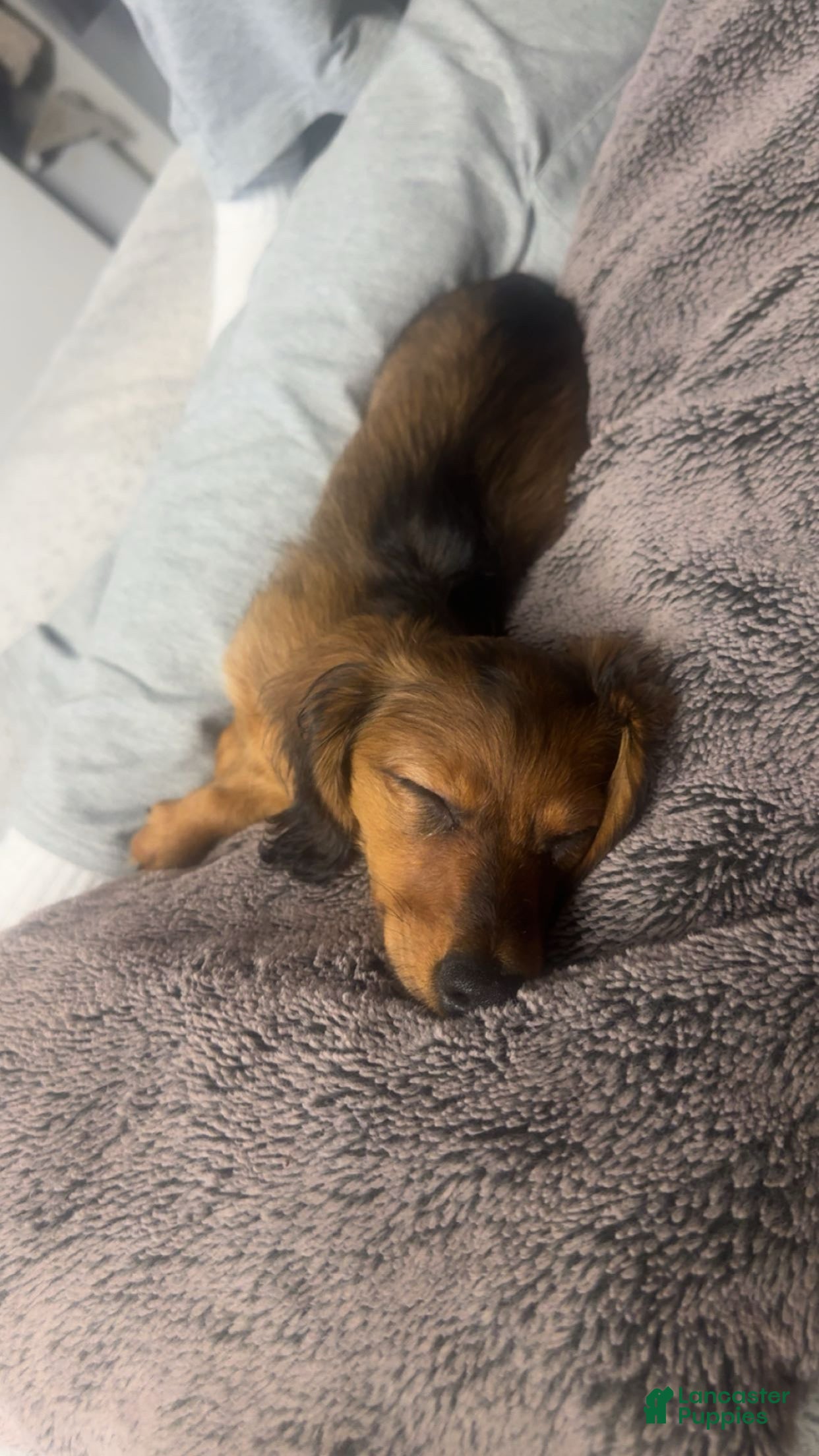 Dachshund dogs Dachshund Puppy 1 - Ad 1