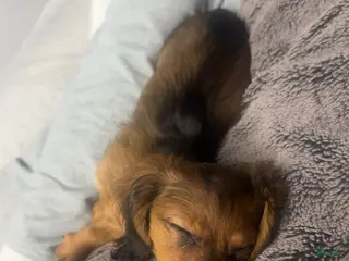 Dachshund dogs Dachshund Puppy 1 - Ad 1