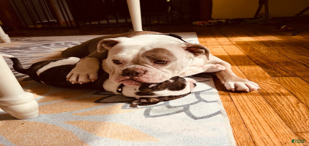 Gallery Image {{count}}