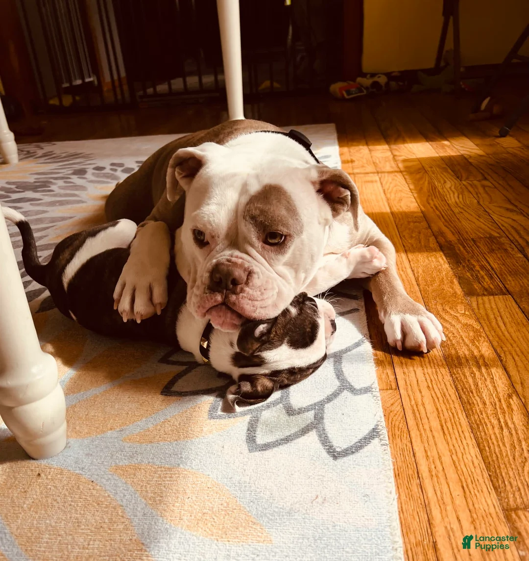 Gallery Image {{count}}