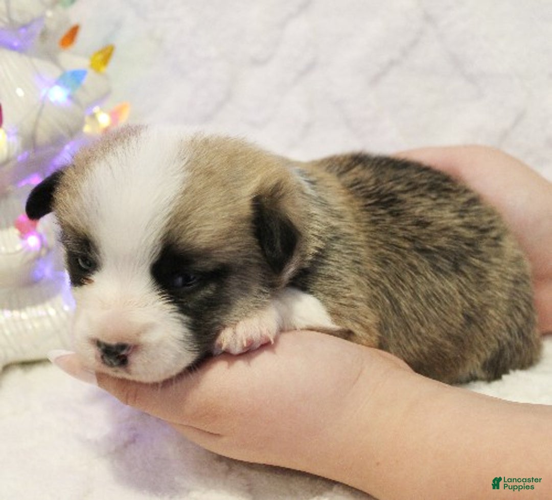 Welsh Corgi Pembroke dogs for sale: Tinsel Genetically CLEAR - Ad 1