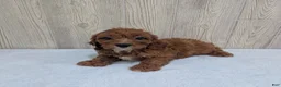 Cavapoo dogs for sale: Alex - Ad 5