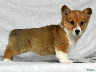 Welsh Corgi Pembroke dogs - Ad 30