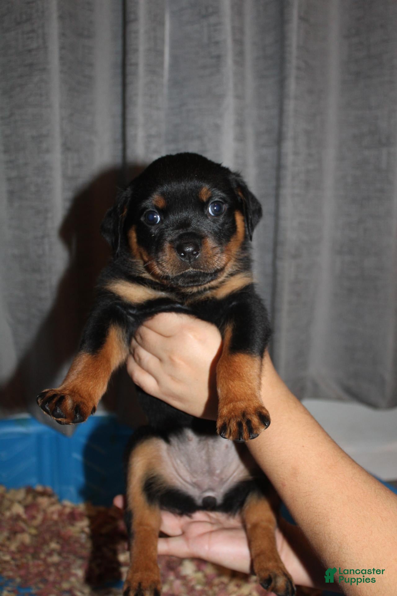 Rottweiler dogs Ms. Red - Ad 1