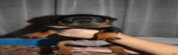 Rottweiler dogs for sale: Ms. Red - Ad 1