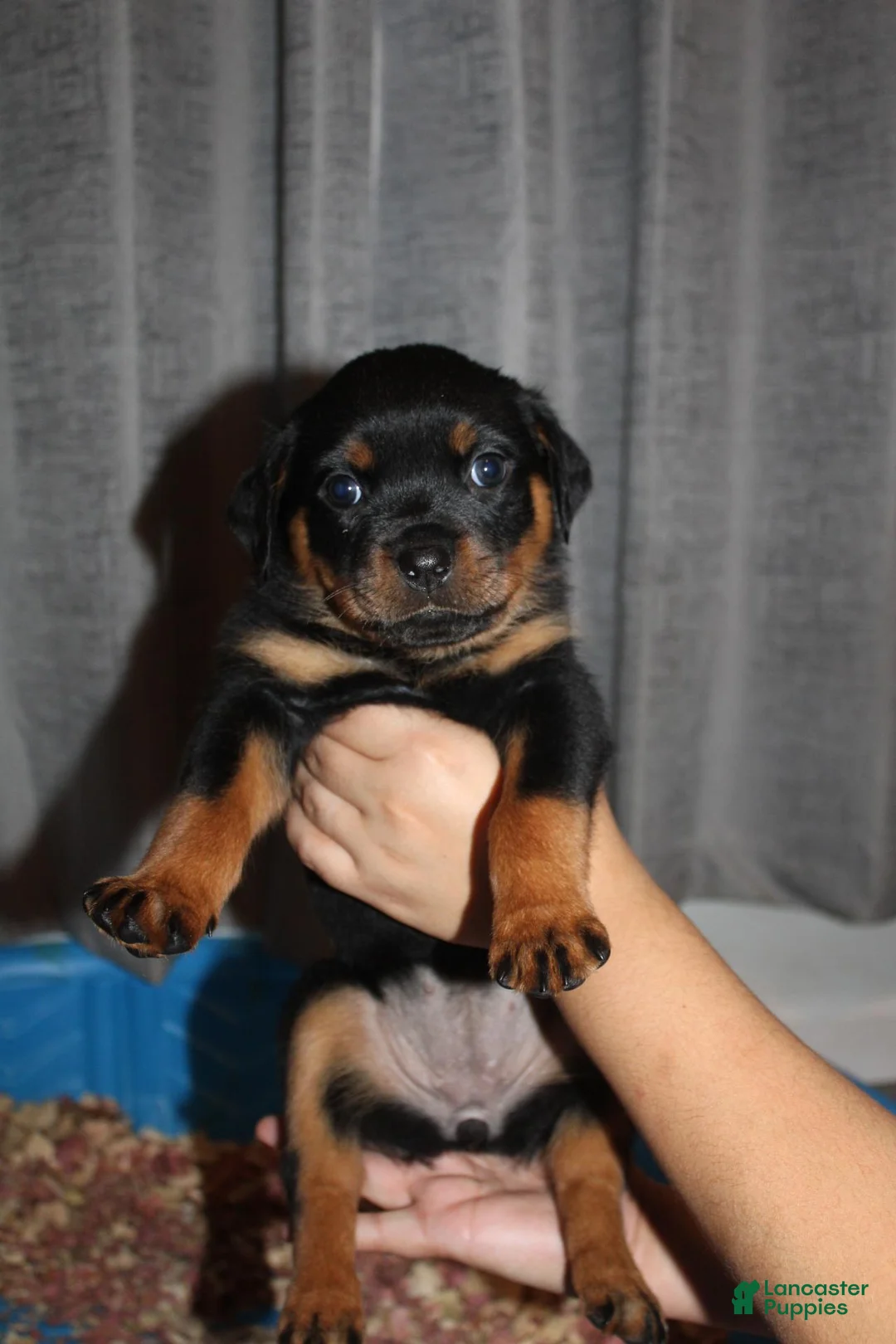 Rottweiler dogs for sale: Ms. Red - Ad 1
