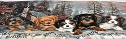 Cavalier King Charles Spaniel dogs for sale: Raleigh - Ad 3