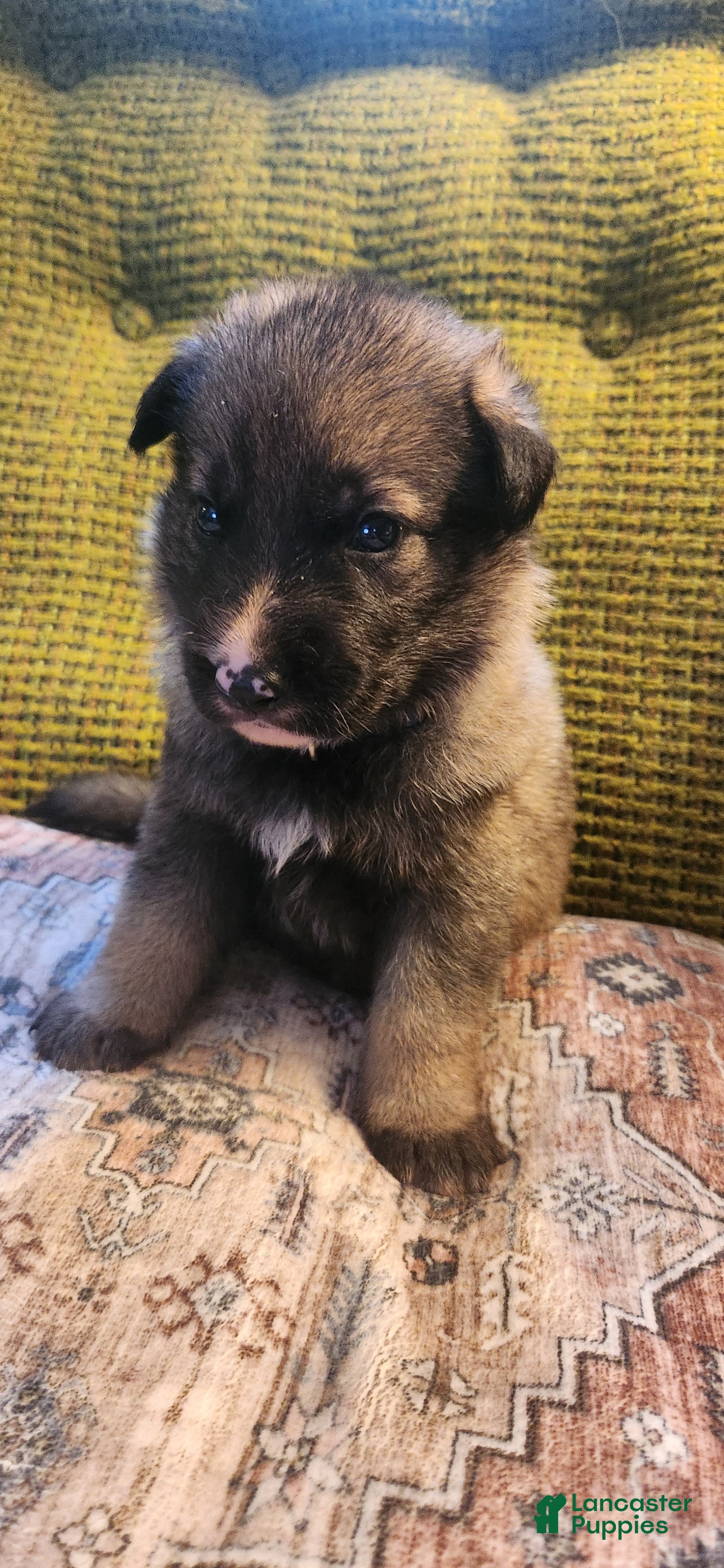 German Shepherd dogs German Shepherd Puppy 3- Blue Collar - Ad 42