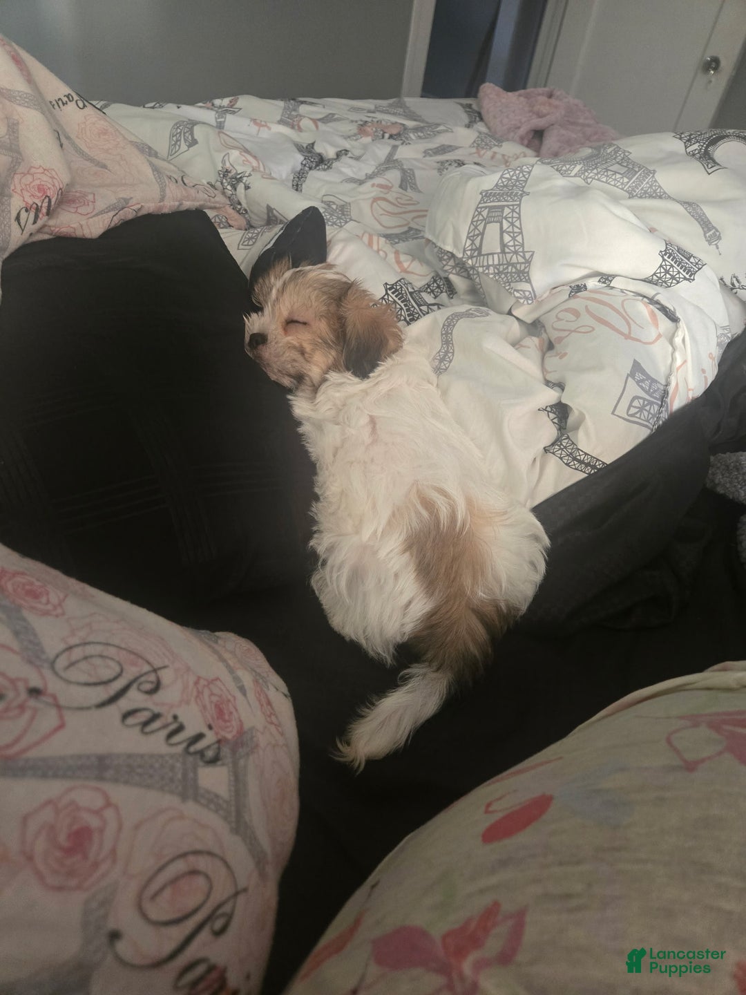 Malshi dogs for sale: Malshi Puppy 1 - Ad 2