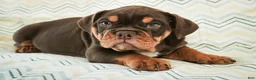 English Bulldog dogs for sale: Glamour - Ad 3