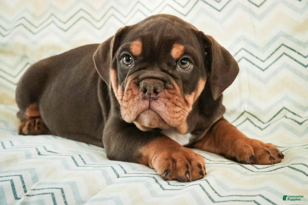 English Bulldog dogs for sale: Glamour - Ad 3