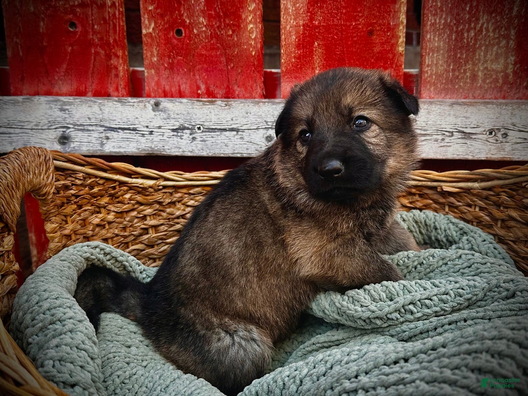 German Shepherd dogs for sale: Rabbit - Ad 6