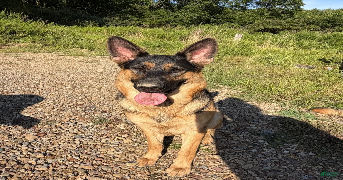 German Shepherd 1 German Shepherd for sale in Negley | Lancaster Puppies