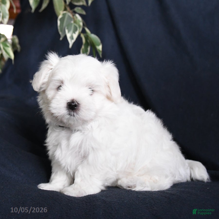 Flossie (Maltese, Female) in Christiana, PA