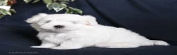 Maltese dogs for sale: Flossie - Ad 1