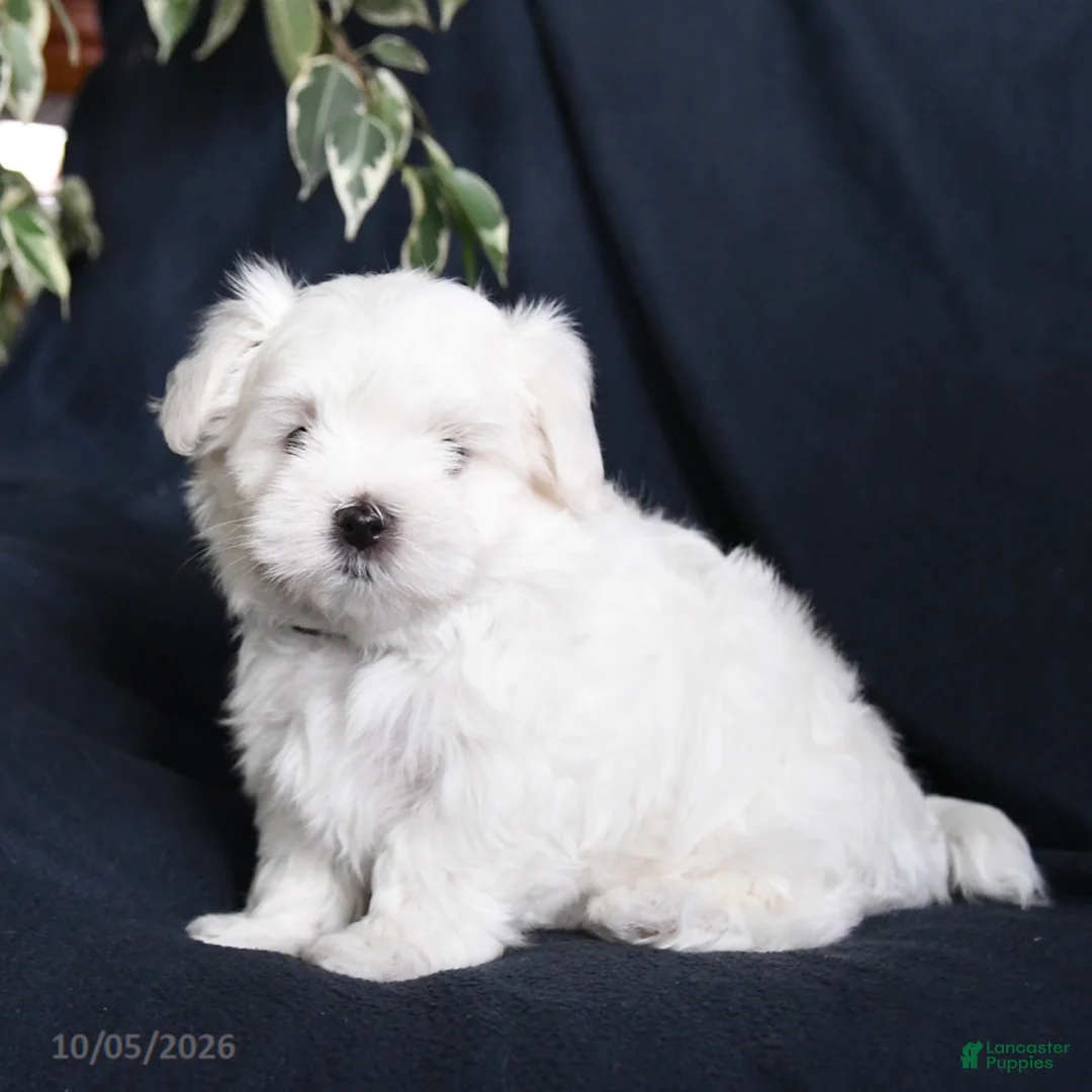 Maltese dogs for sale: Flossie - Ad 1