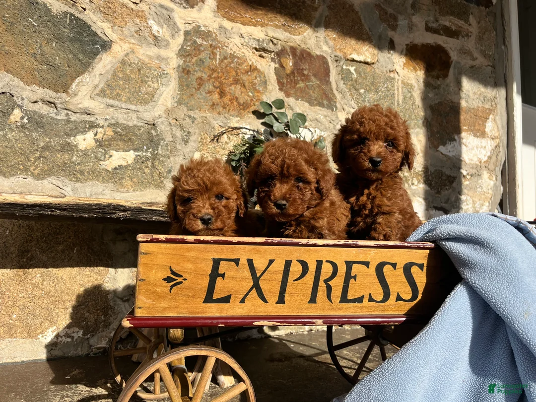 Toy Poodle dogs for sale: Little Doughnut❤️🐾AKC 7/8 pound❤️Call or text 717-940-9223 - Ad 8