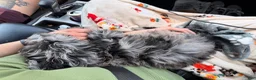 Double Doodle dogs for sale: Double Doodle 1 - Ad 2