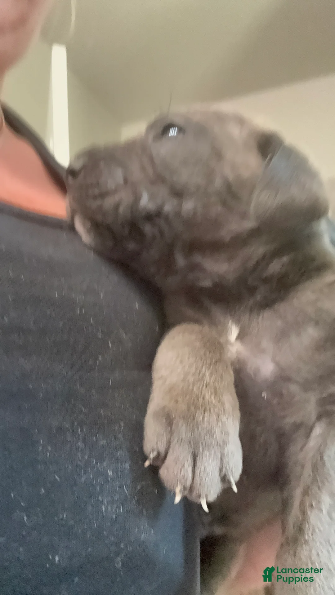 Cane Corso dogs for sale: Cane Corso 6- Dart  - Ad 1