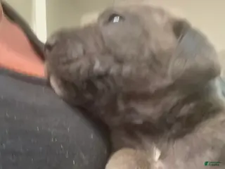 Cane Corso dogs Cane Corso 6- Dart - Ad 32