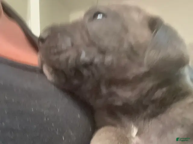 Cane Corso dogs Cane Corso 6- Dart - Ad 40
