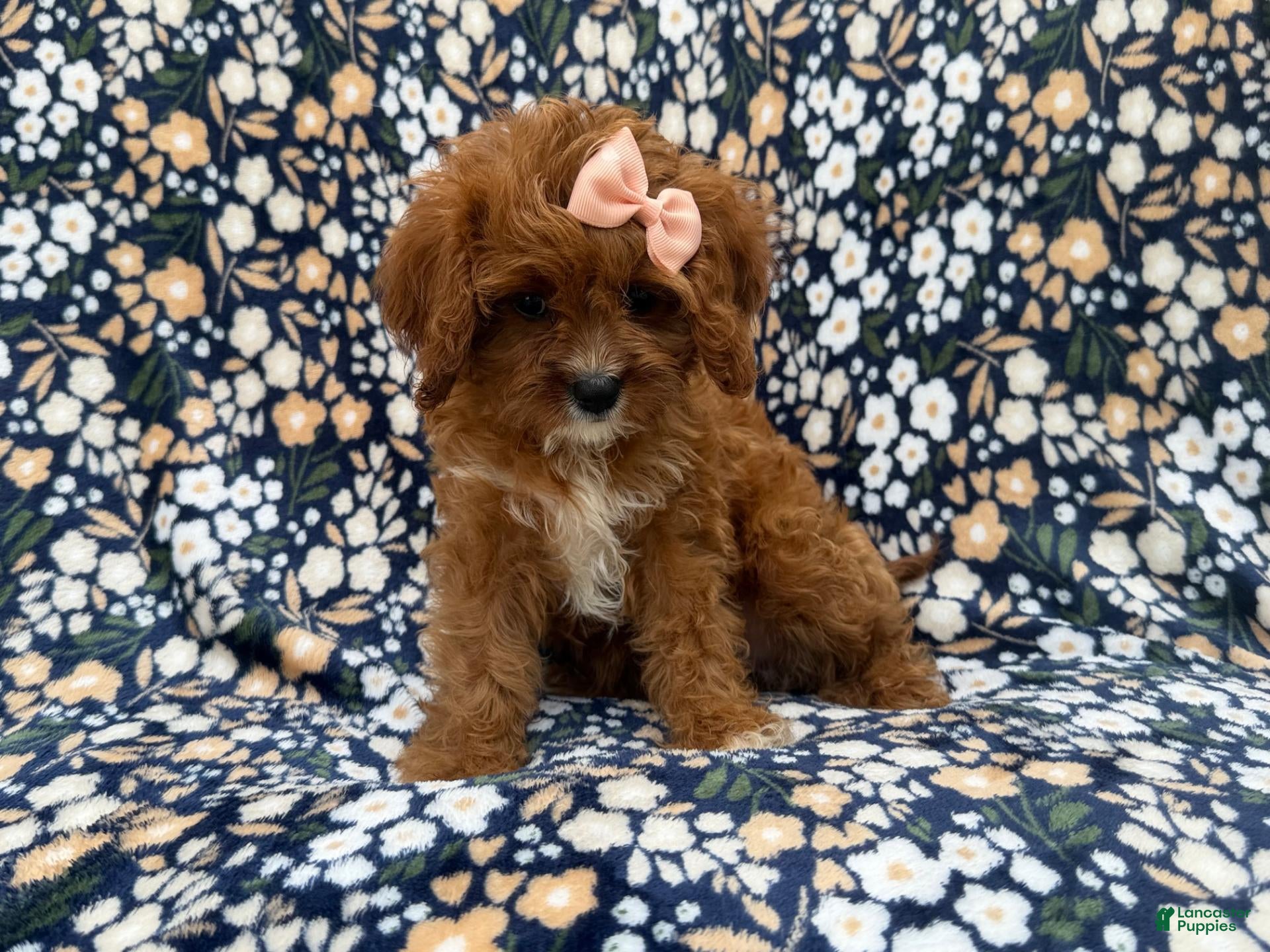 Cavapoo dogs for sale: Biscuitly - Ad 2