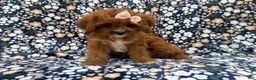 Cavapoo dogs for sale: Biscuitly - Ad 2
