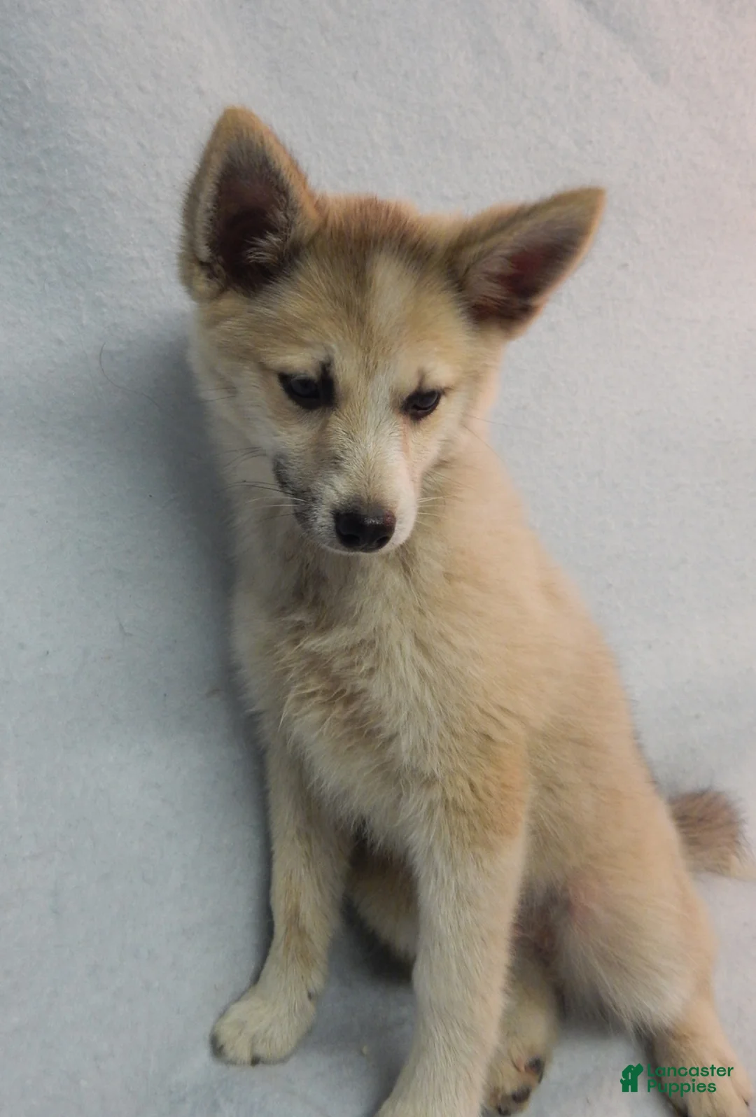 Pomsky dogs for sale: Macy - Ad 4