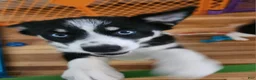 Pomsky dogs for sale: Pomsky 2 - Ad 2