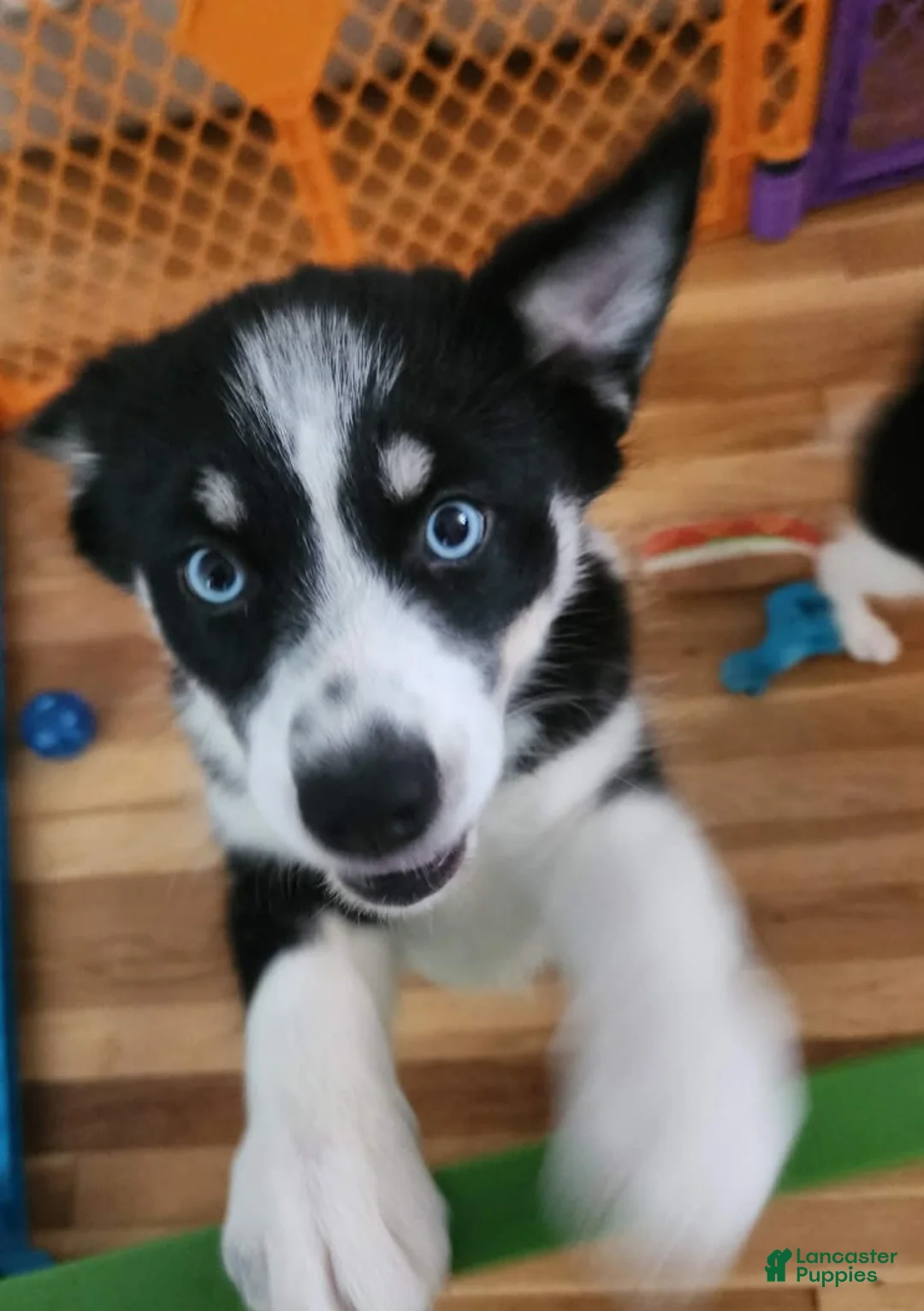 Pomsky dogs for sale: Pomsky 2 - Ad 2