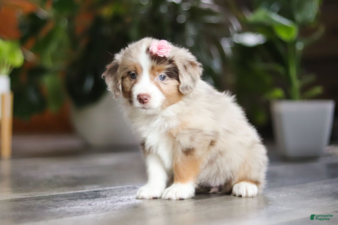 Miniature Australian Shepherd dogs for sale: Carmella - Ad 5