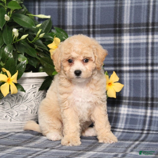 Bichpoo dogs for sale: Marlow - Ad 3