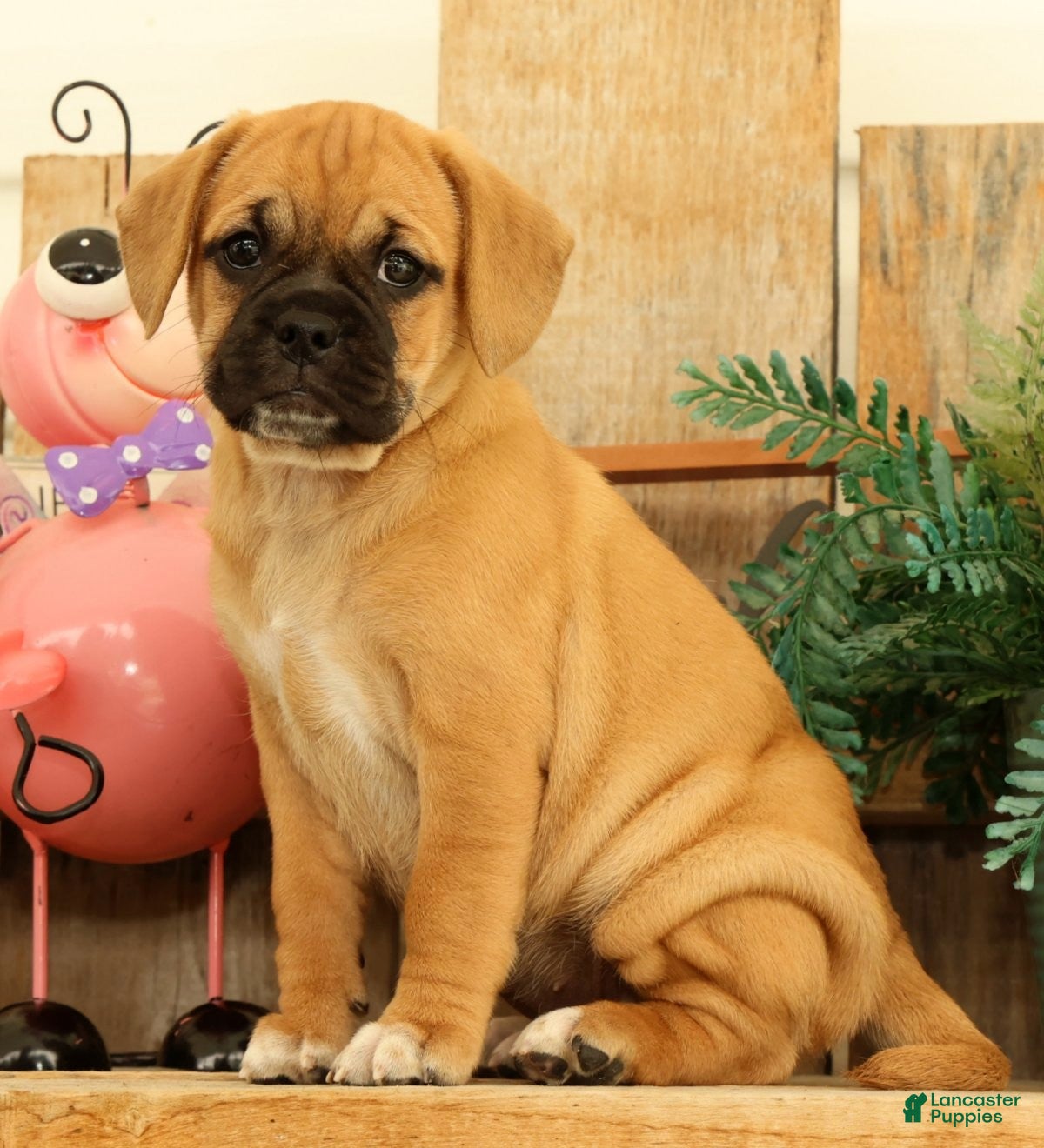 Puggle dogs Brandy - Ad 2