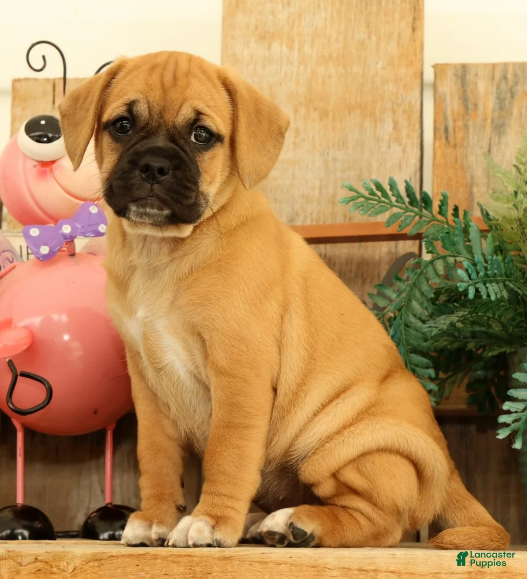 Puggle dogs for sale: Brandy - Ad 2
