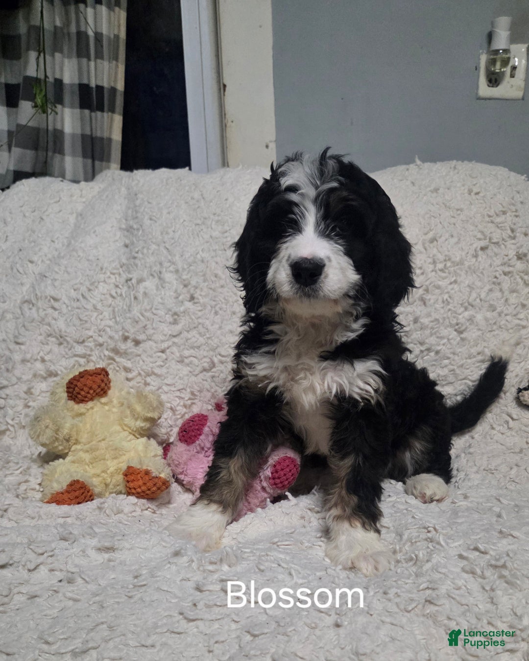 Bernedoodle dogs for sale: Bernedoodle Puppy 1 - Ad 1