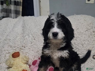 Bernedoodle dogs Bernedoodle Puppy 1 - Ad 38