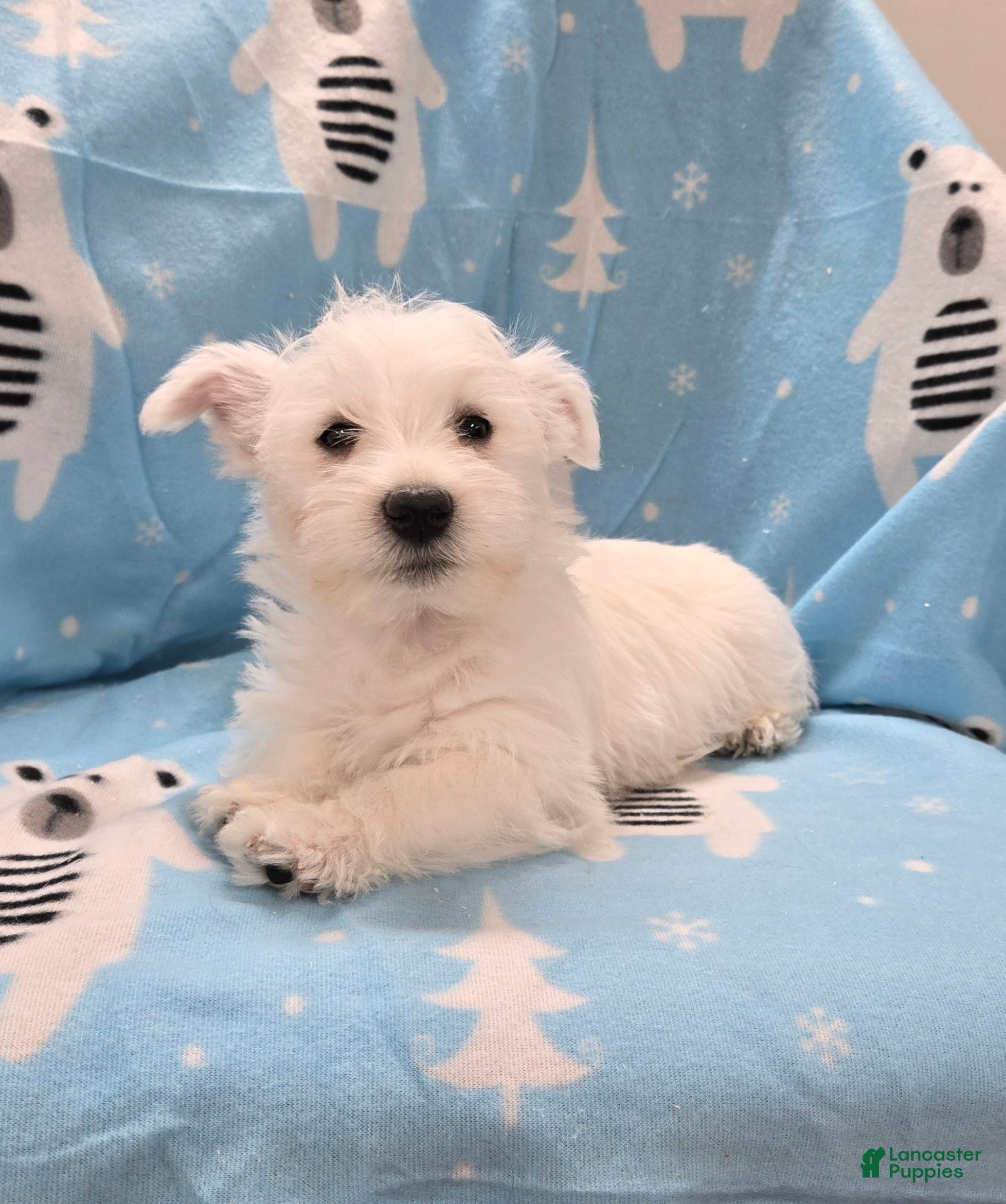 West Highland Terrier dogs Lenny - Ad 2
