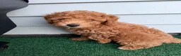 Toy Poodle dogs for sale: Tina - Ad 7