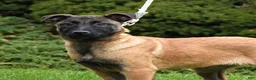Belgian Malinois dogs for sale: Pearl  - Ad 10